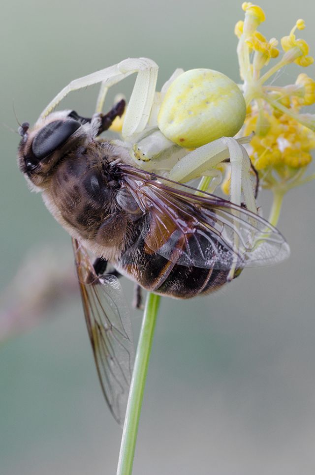 Misumena vatia - Norma (LT)